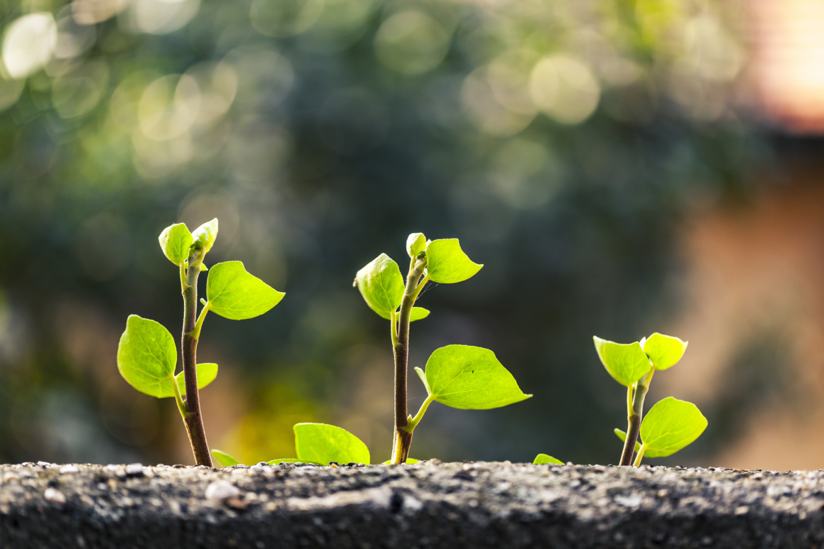 Three sprouts with green leaves emerging from a branch
