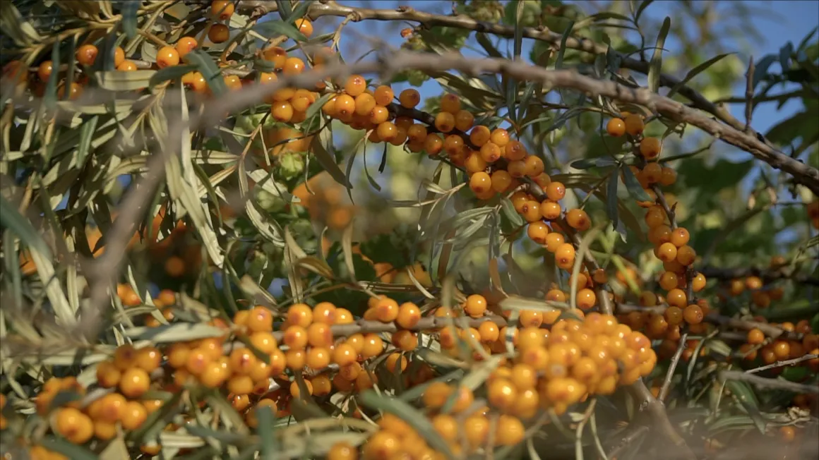 Sea Buckthorn fruits on a branch with leaves