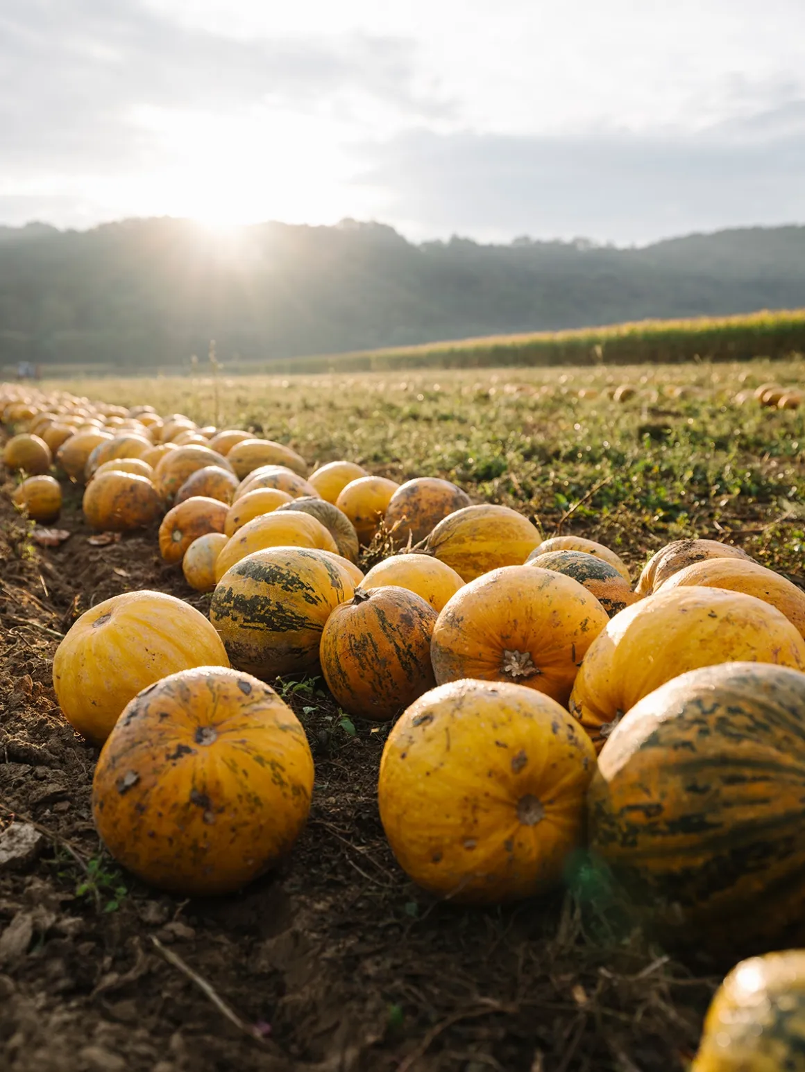 Ripe pumpkins on a scenic field