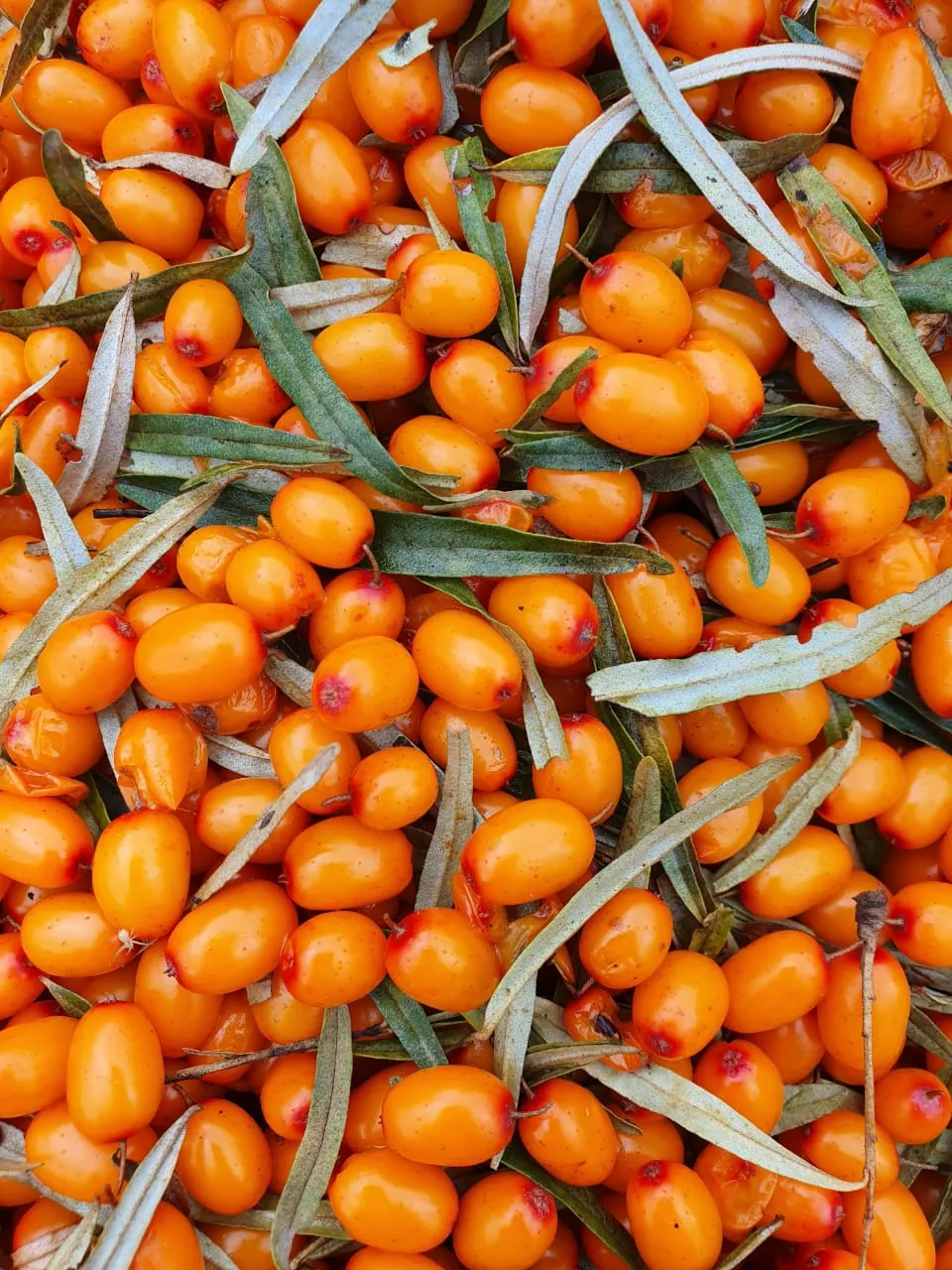 Sea Buckthorn fruits and some leaves