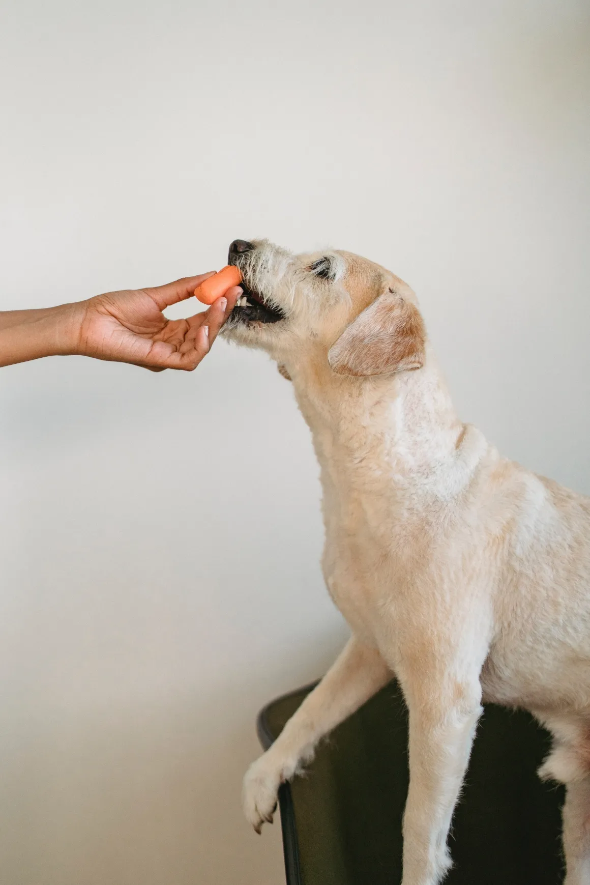 Hand feeding a white dog