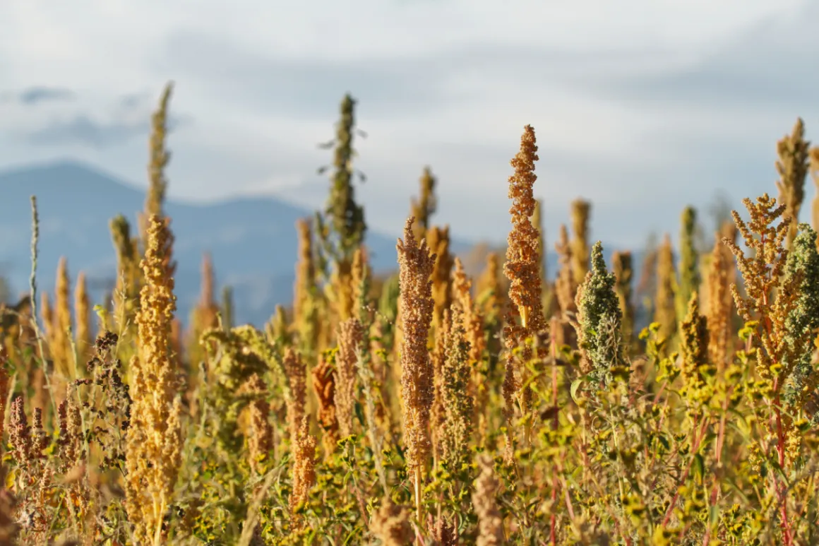 Ripe quinoa plants growing in front of mountain scenery