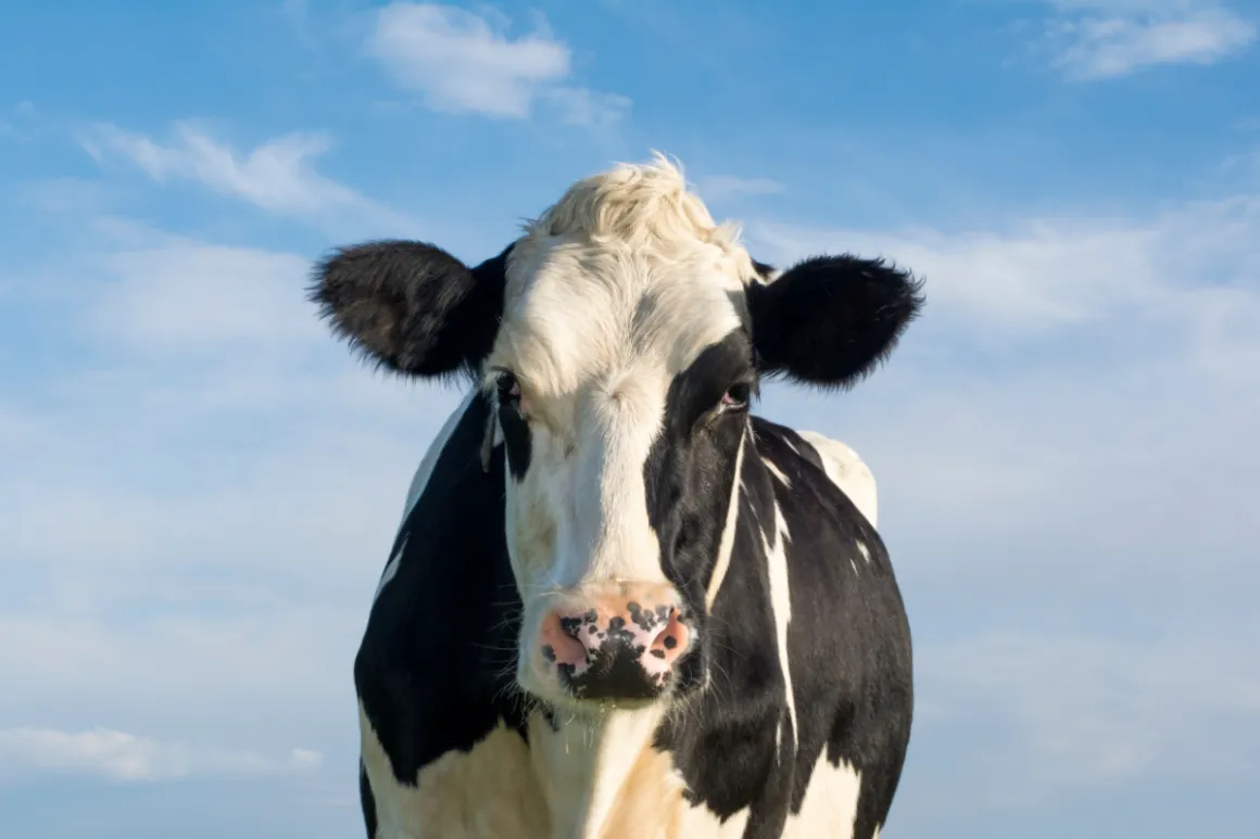 Black and white cow in front of blue sky