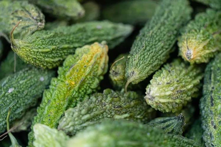 Close up of bitter melon fruits