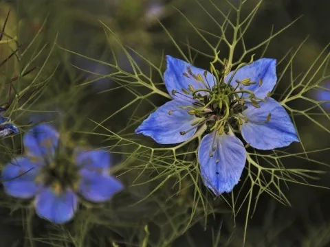 Black cumin flower blooming in bright purple