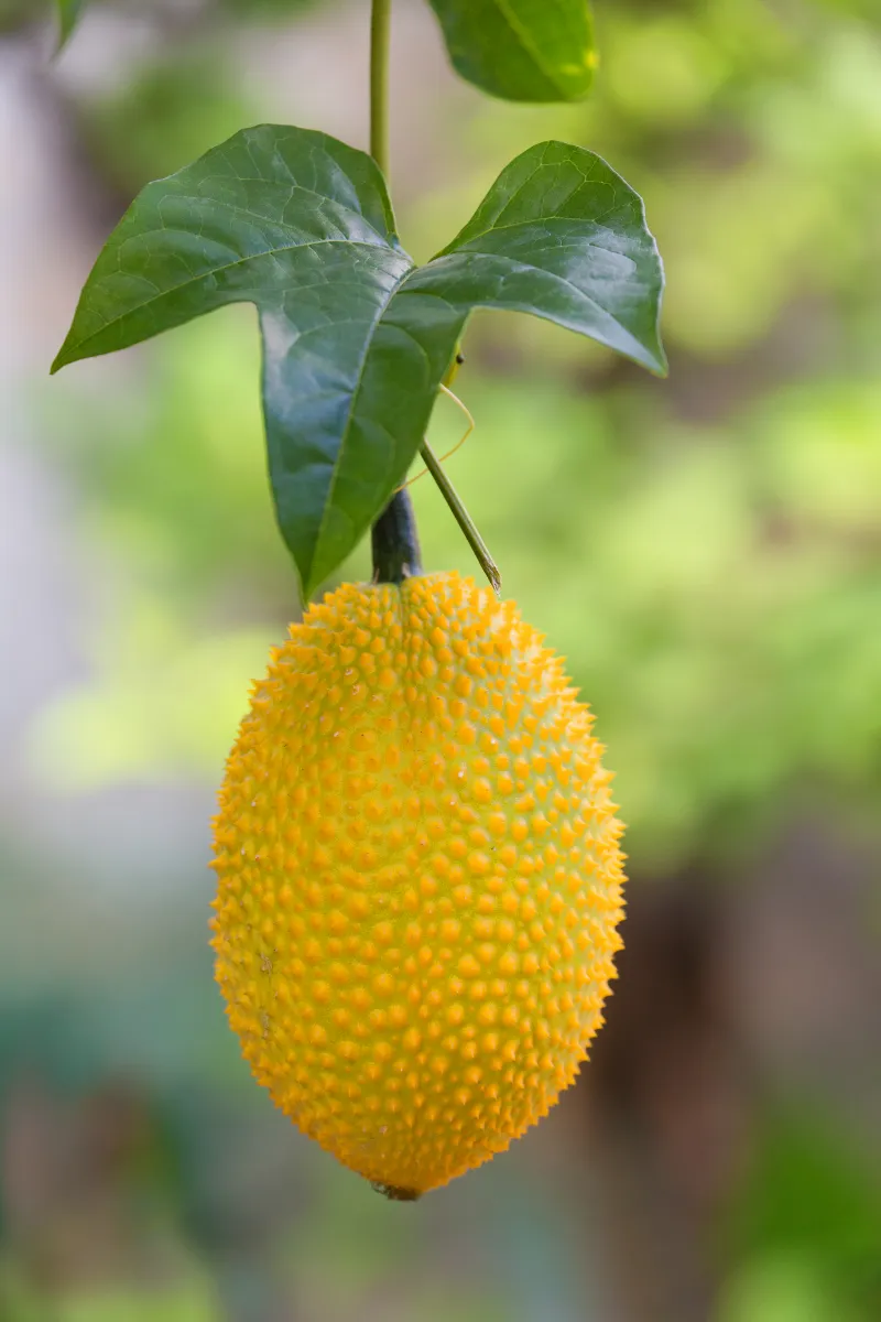 Gac fruit hanging on a branch with leaves