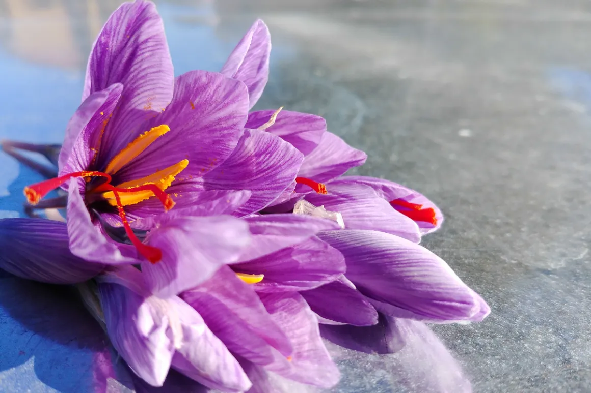 Purple saffron blossoms with stigmas