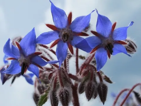 Closeup of star-shaped borage flower