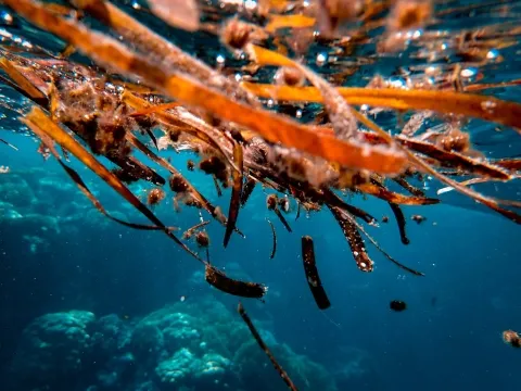 Brownish irish moss under water