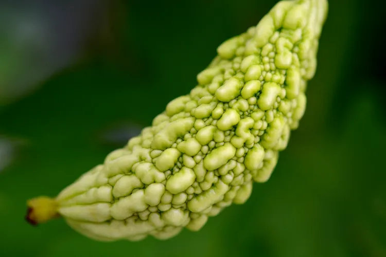 Closeup of a bitter melon