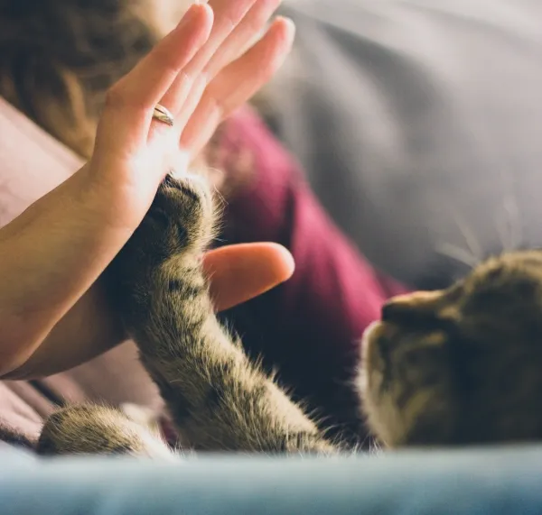 a woman high playing with a cat