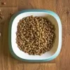 kibble in a bowl