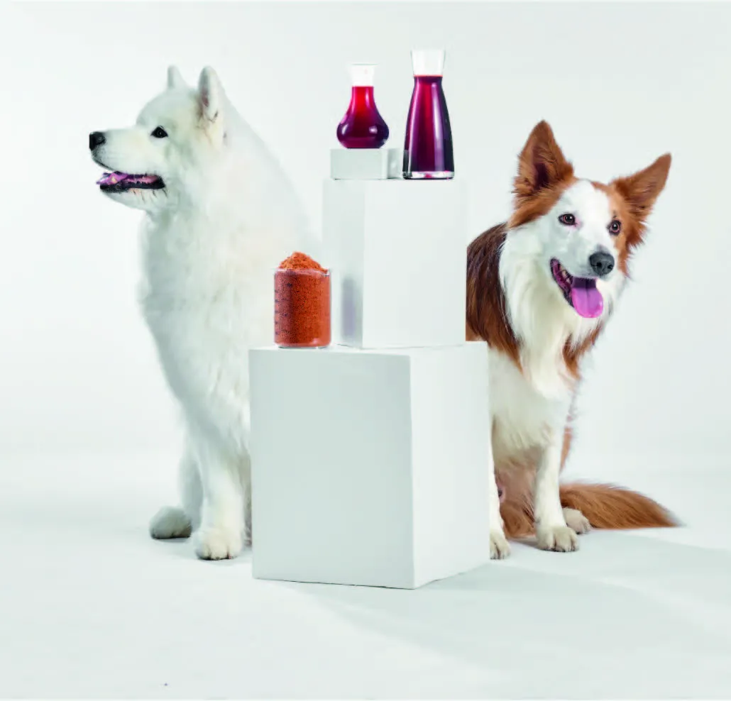 Two dogs next to three bottles filled with purple content standing on a podium