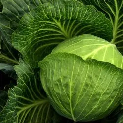 A fresh green cabbage
