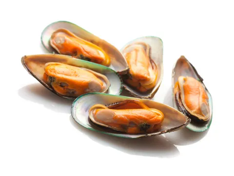 multiple halves of green mussels