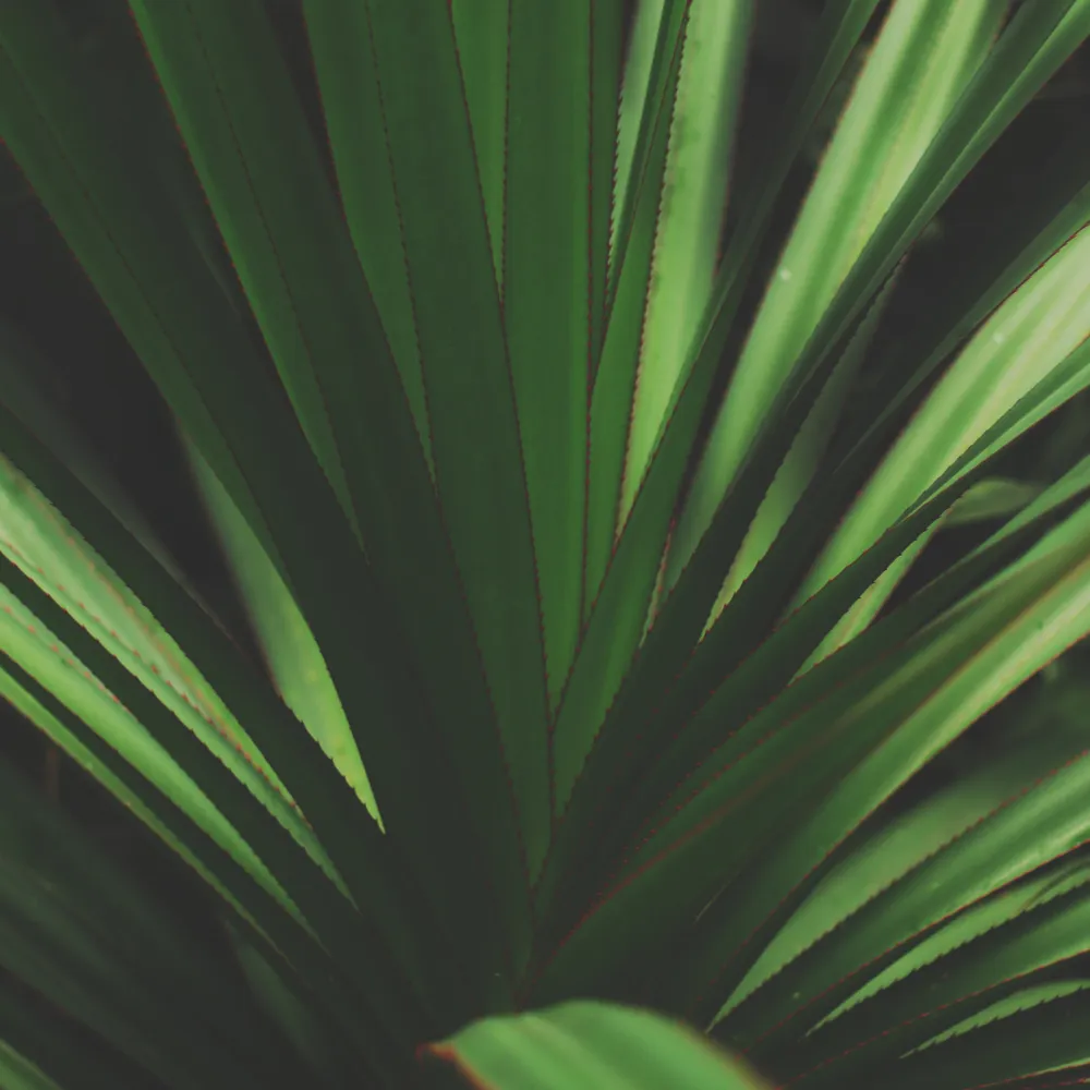 Leaves of a yucca plant