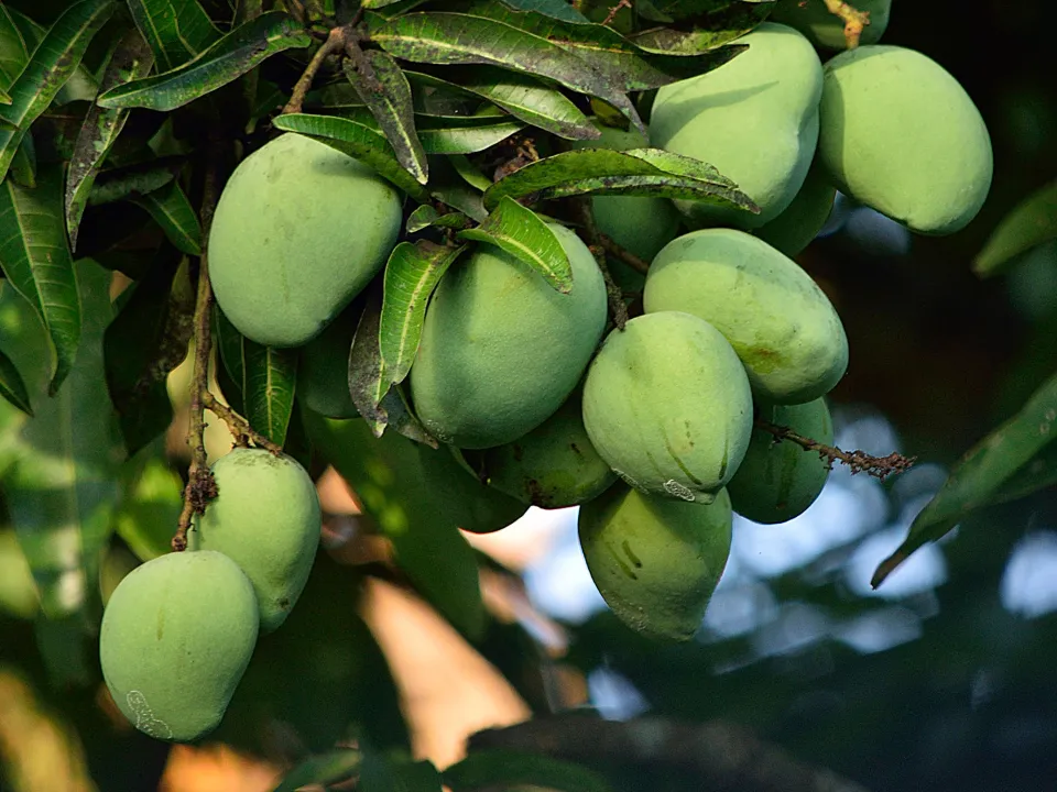 些許的非洲芒果長在樹上