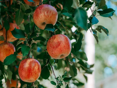 Ripe apples hanging on a tree branch