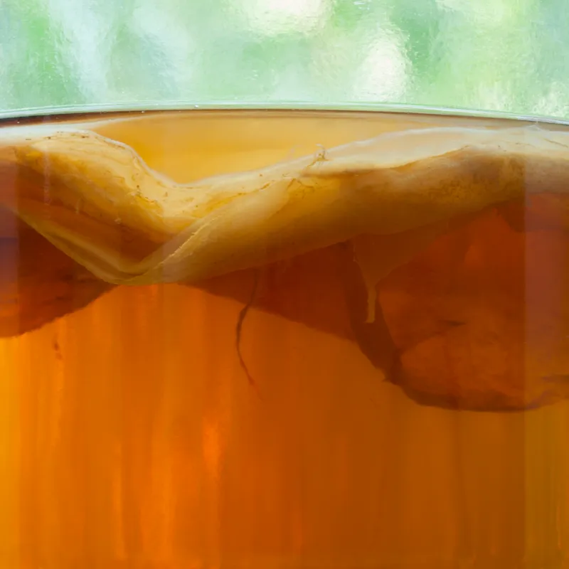 Close up of a SCOBY