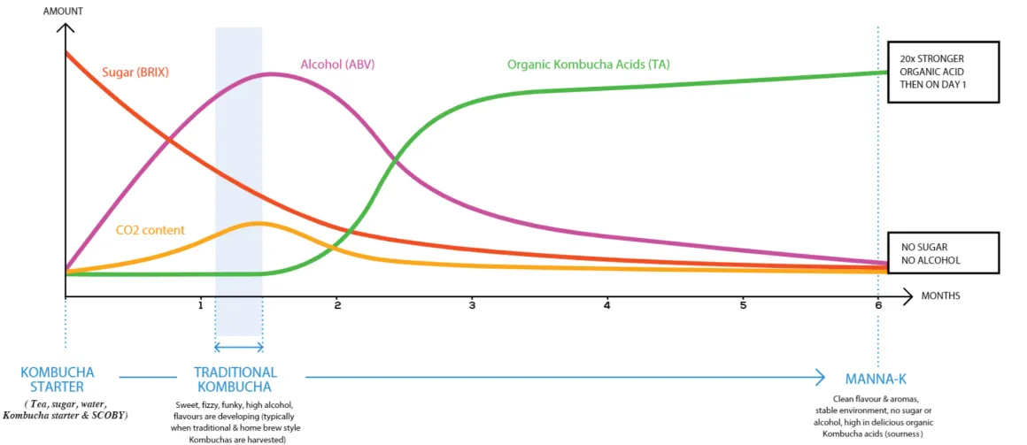 Infographic showing the components of kombucha over time where alcohol and sugar decrease over time until only acids are left