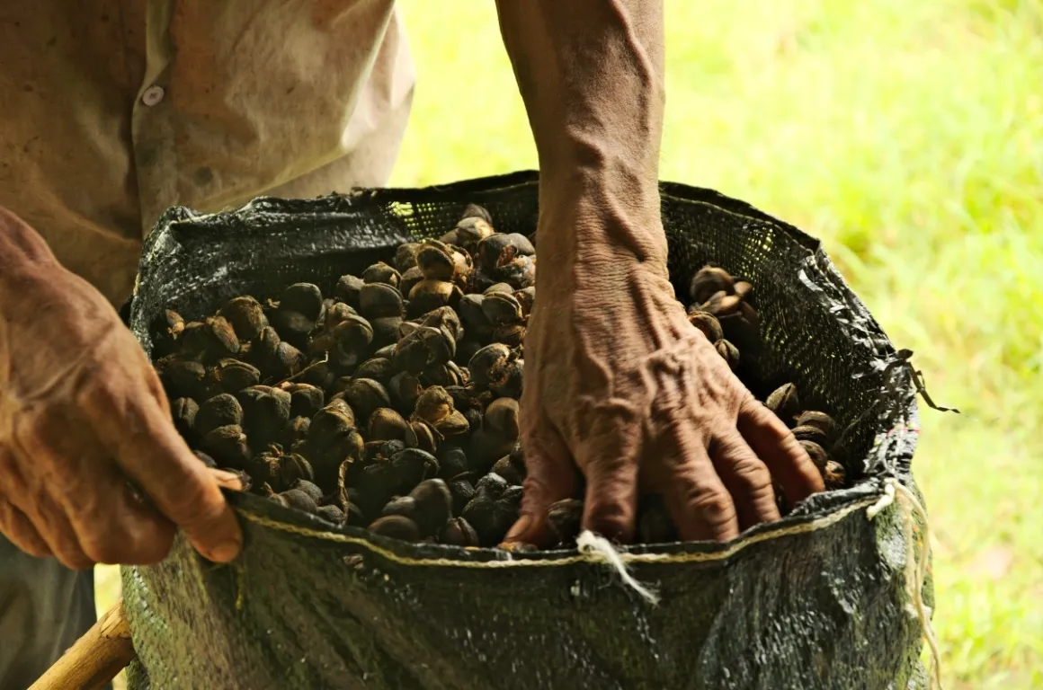 Farmer filling a sack with sacha peanuts