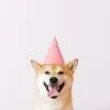 Happy looking shiba dog with a party hat