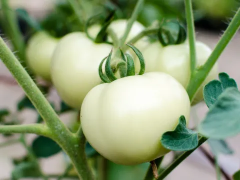 Close up of white ripe tomatoes