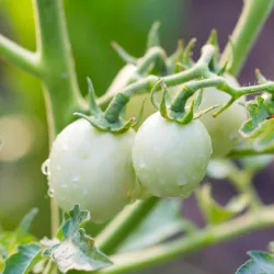 Unripe white tomatoes hanging on the plant