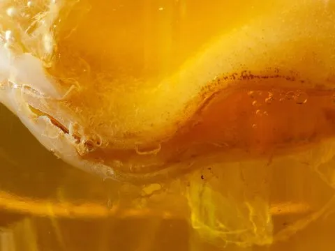 Close up of a SCOBY