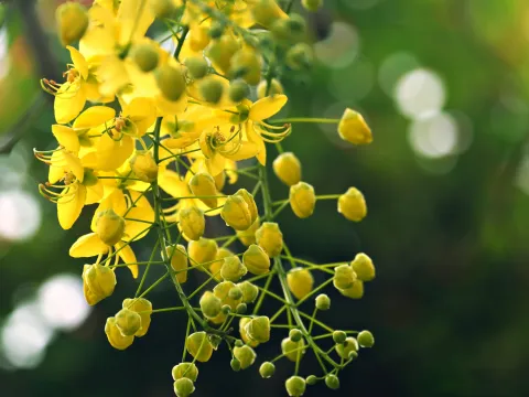 Yellow flower of cassia occidentalis