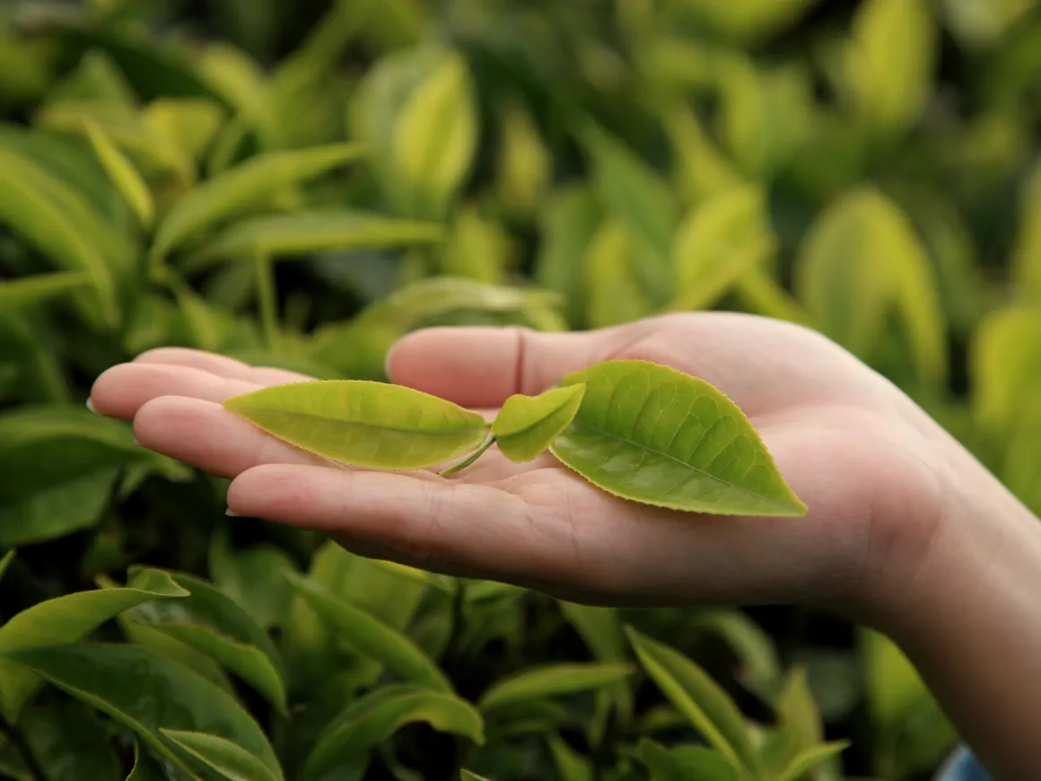 An open hand holding up a green tea leaf