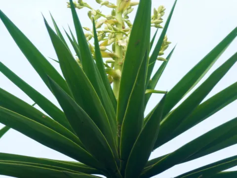 Leaves of a yucca plant