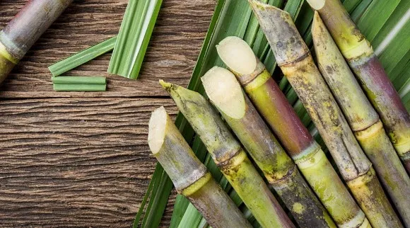 Some cut sticks of sugarcane