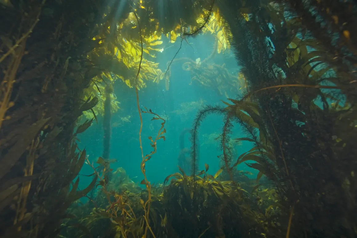 Underwater picture of a kelp forest