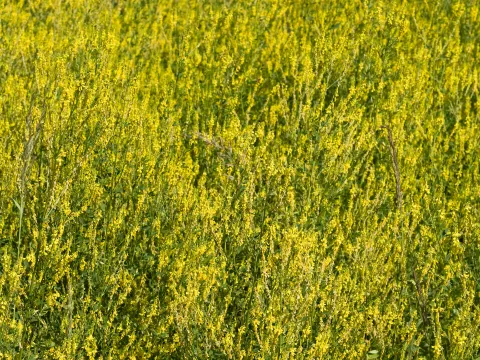 melilot flower field