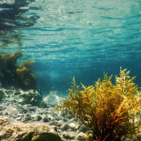 Underwater kelp forest