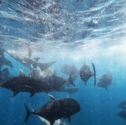 Multiple fishes near the water surface