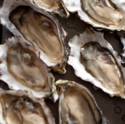 Multiple opened oyster halves with the flesh visible