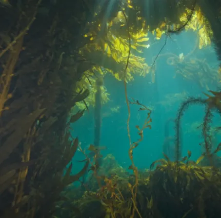 Underwater kelp forest