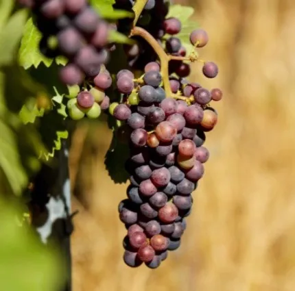 葡萄莊園中的一串葡萄 