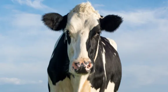 A black and white cow in front of blue sky