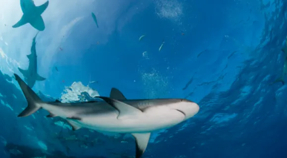 Underwater photo of sharks