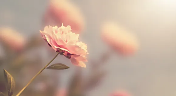 Close up of a pink rose