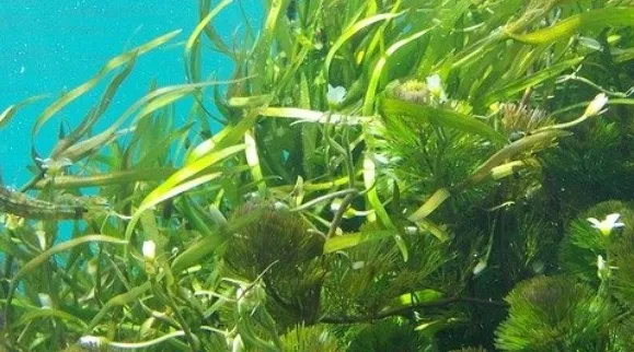 Green underwater kelp forest