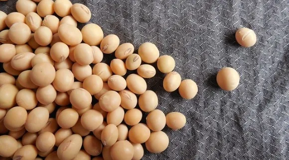 White soybeans on a flat surface