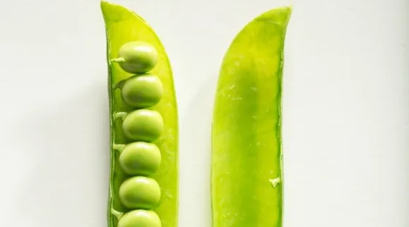Close up of an opened pea pod