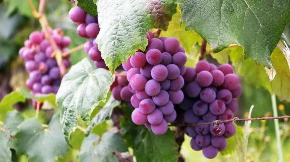 Multiple bunches of red grapes on their vines