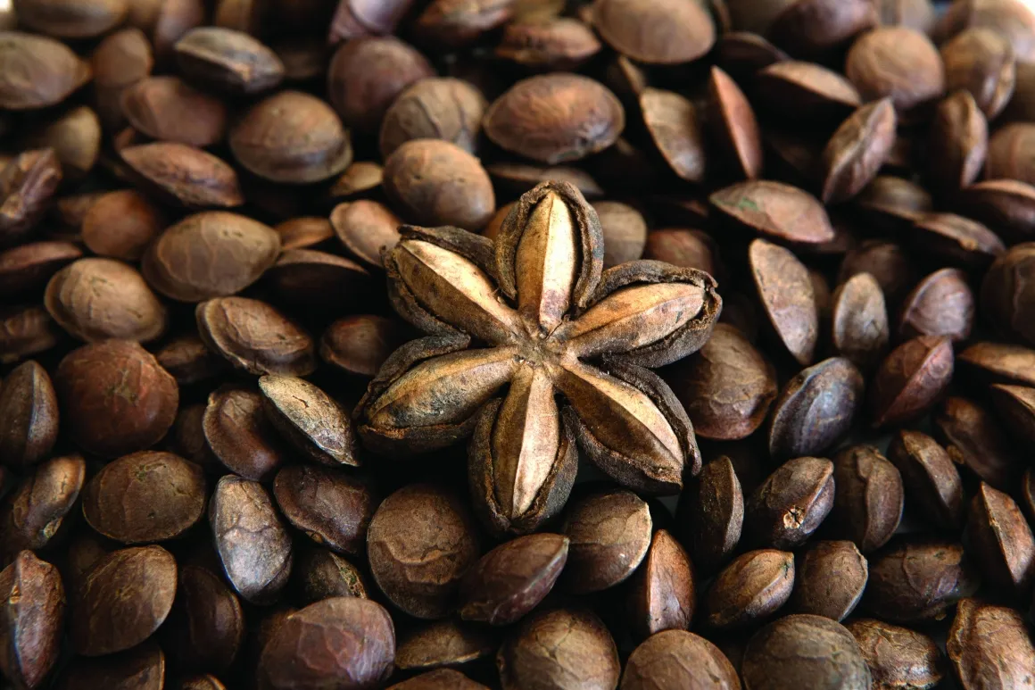 Closeup of dried Sacha Inchi Fruits