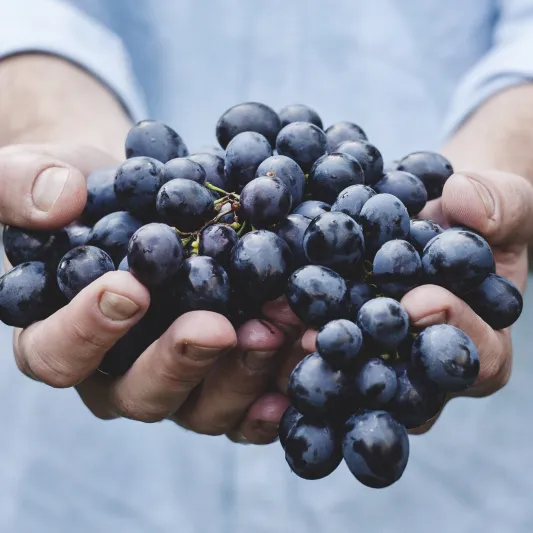 Two hands holding up a bunch of red grapes