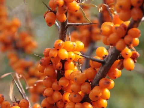 Sea Buckthorn Fruit Oil